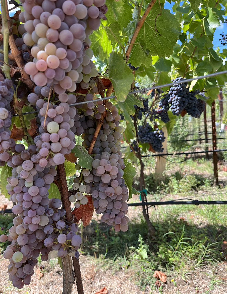 Two Shepards Vineyard