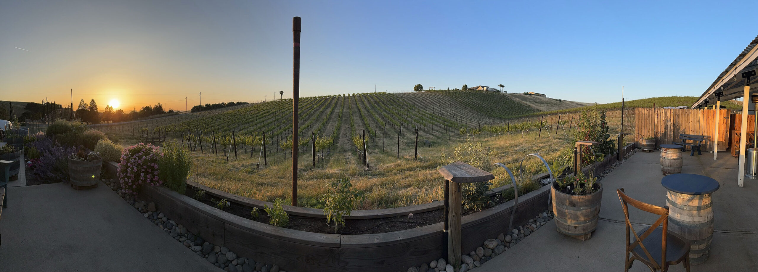 JMC Cellar Vineyard