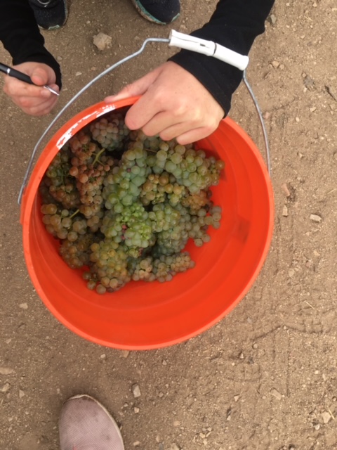 Kunin Wine harvest